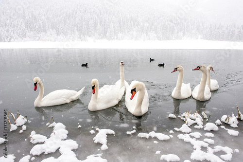 Austria, Kleinarl, group of mute swans on Jaegersee in winter photo