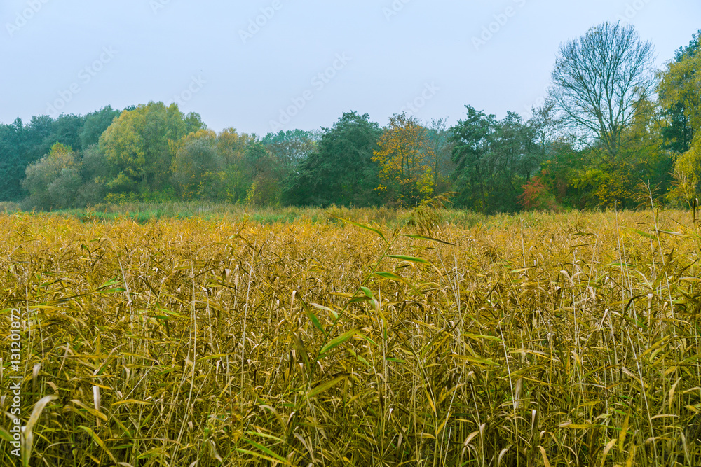 Colorful yellow autumn reeds and wild grasses