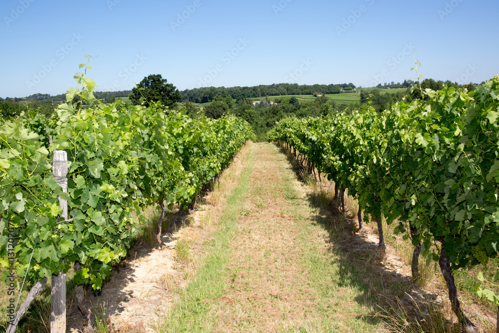 summer day in medoc vineyards at bordeaux France, the best wine in world