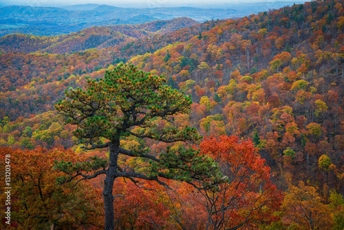 Fall colors at Shenandoah National Park  photo