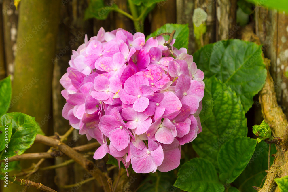 Hydrangea macrophylla, know as 