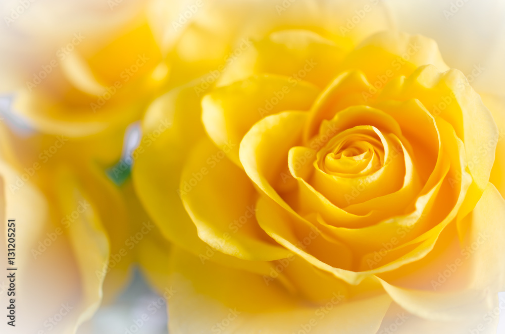 The Texture of Beautiful Yellow Rose Close Up. Vintage Style. The Texture of Beautiful Yellow Rose Close Up. Vintage Style.