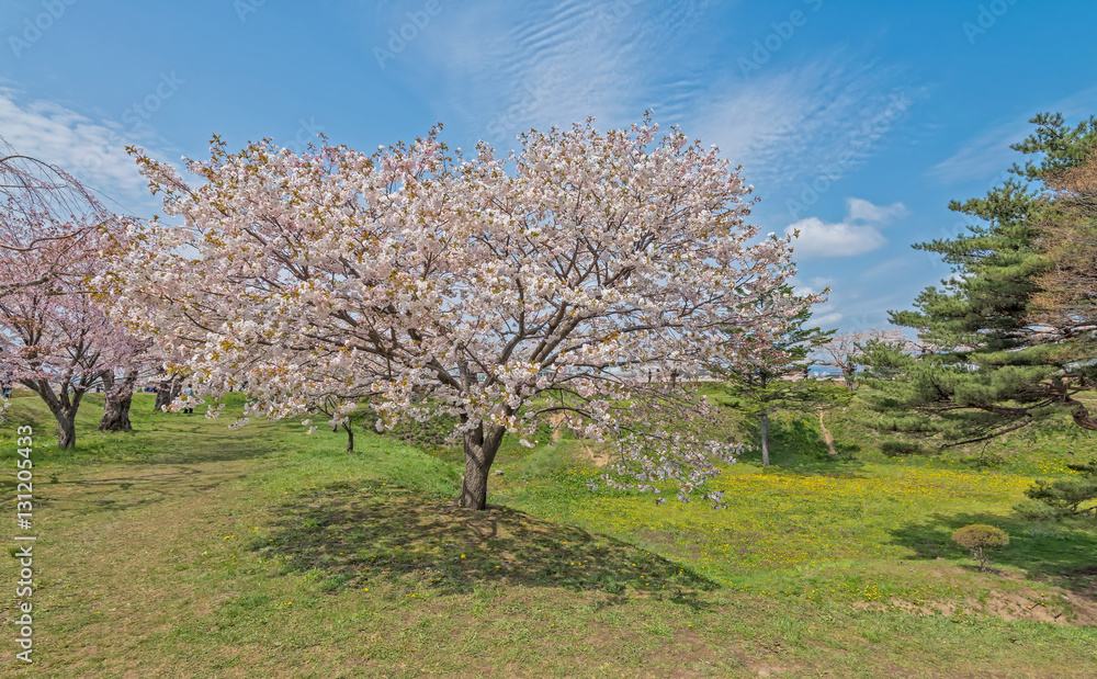 Cherry blossom at Goryokaku park , Hakodate, Japan Cherry blossom at Goryokaku park , Hakodate, Japan