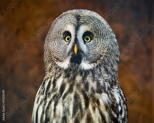 Great grey owl closeup
