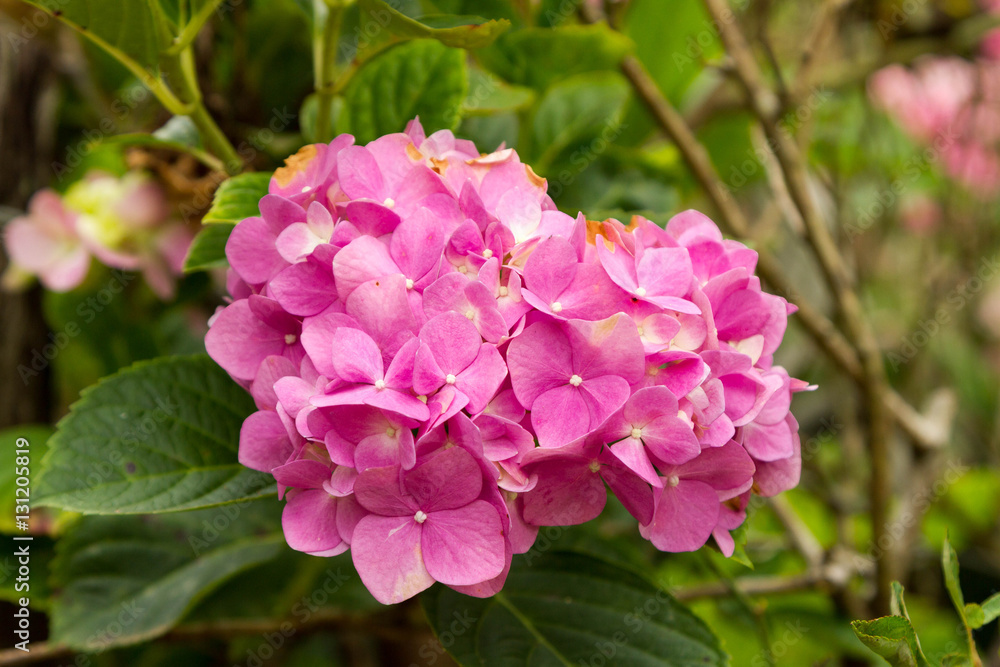 Hydrangea macrophylla, know as Hydrangea macrophylla, know as
