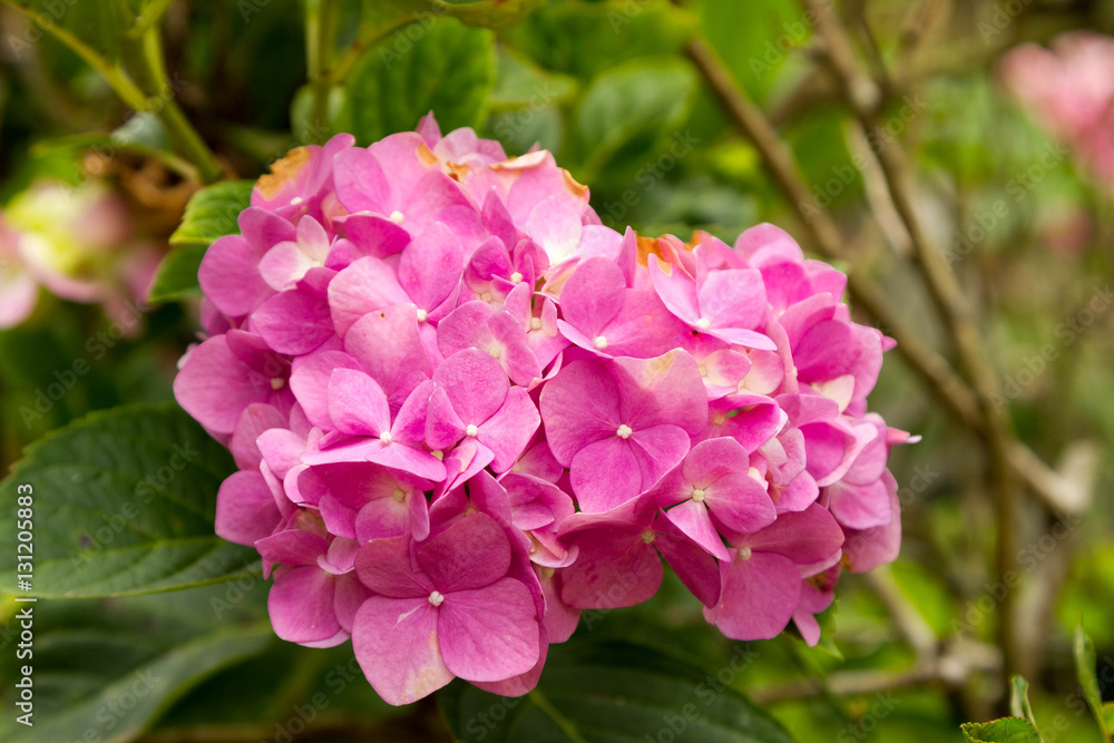 Hydrangea macrophylla, know as Hydrangea macrophylla, know as
