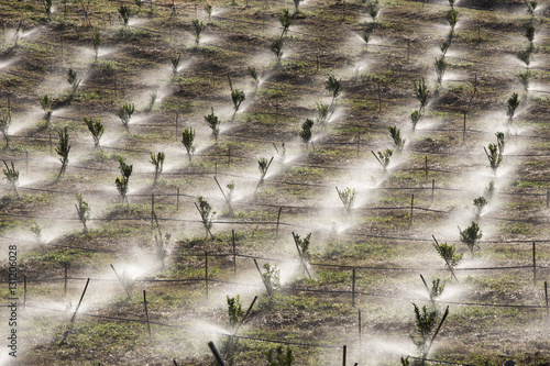 agricultural worker controlling sprinkler water system in the orange fruits plantation, Phop Phra, Tak, Thailand photo