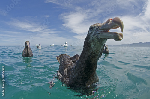 Northern Giant Petrel (Macronectes halli) near Kaikoura, New Zealand. November. photo