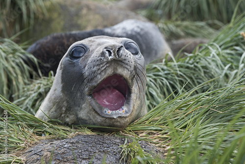 Close up of southern elephant seal in wallow