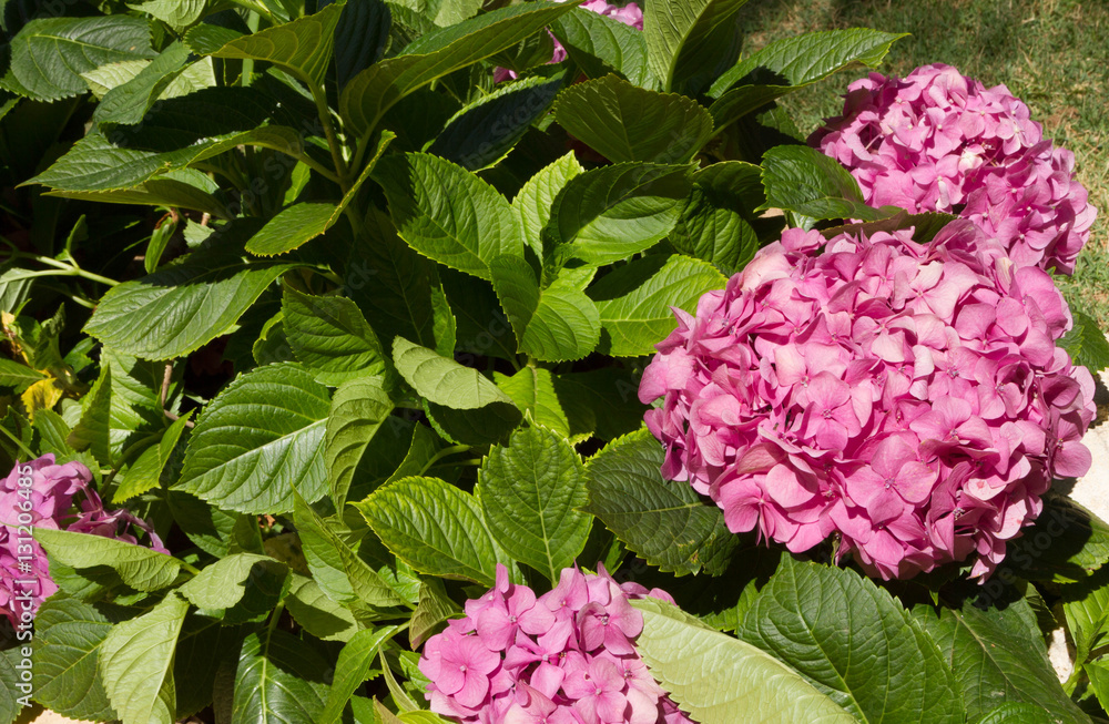 Hydrangea macrophylla, know as Hydrangea macrophylla, know as