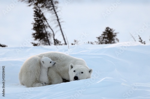Polar bear (Ursus maritimus) mother with cubs aged 3 months, at den. Wapusk National Park, Manitoba, Canada.  photo