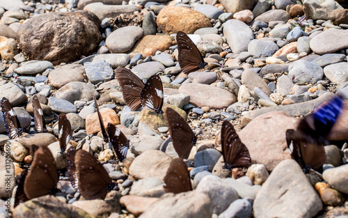 Many butterflies are nectar feeders and food beside a canal