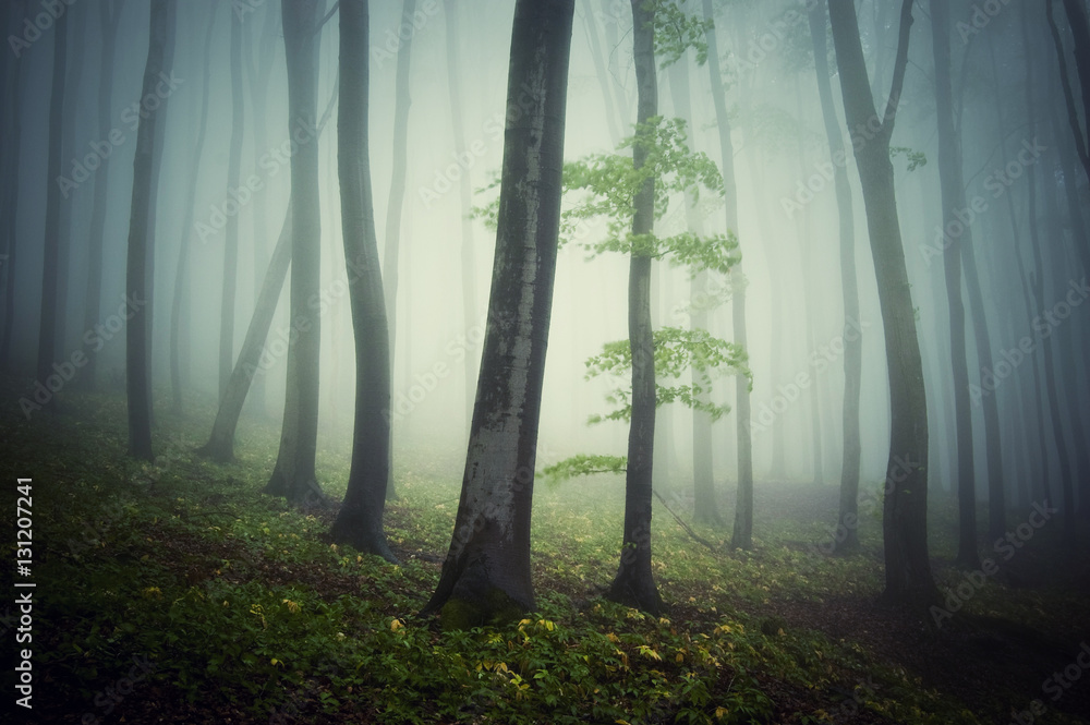 Fototapeta premium Misty forest in spring. Trees in fog with green vegetation on forest floor