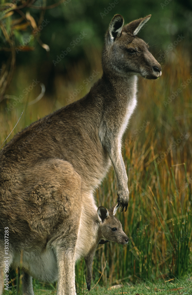 Eastern grey kangaroo with joey (Macropus giganteus). Wilsons Promontory National Park, Victoria, Australia. Eastern grey kangaroo with joey (Macropus giganteus). Wilsons Promontory National Park, Victoria, Australia.