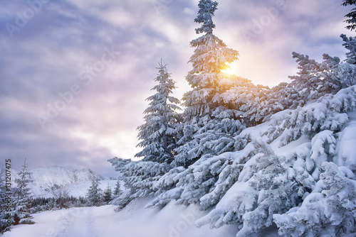 Snow covered trees in the tatra mountain winter sun light