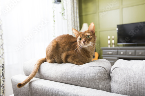 Cat in the living room on the couch photo