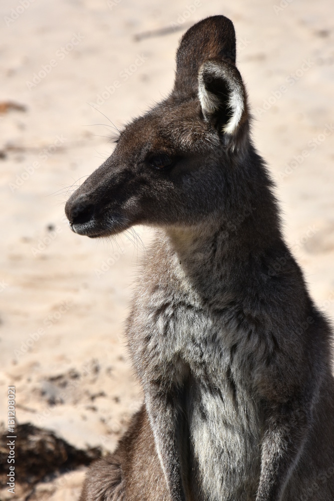 Closeup of Eastern Grey Kangaroo (Macropus giganteus) on Pebbly beach, NSW, Australia Closeup of Eastern Grey Kangaroo (Macropus giganteus) on Pebbly beach, NSW, Australia