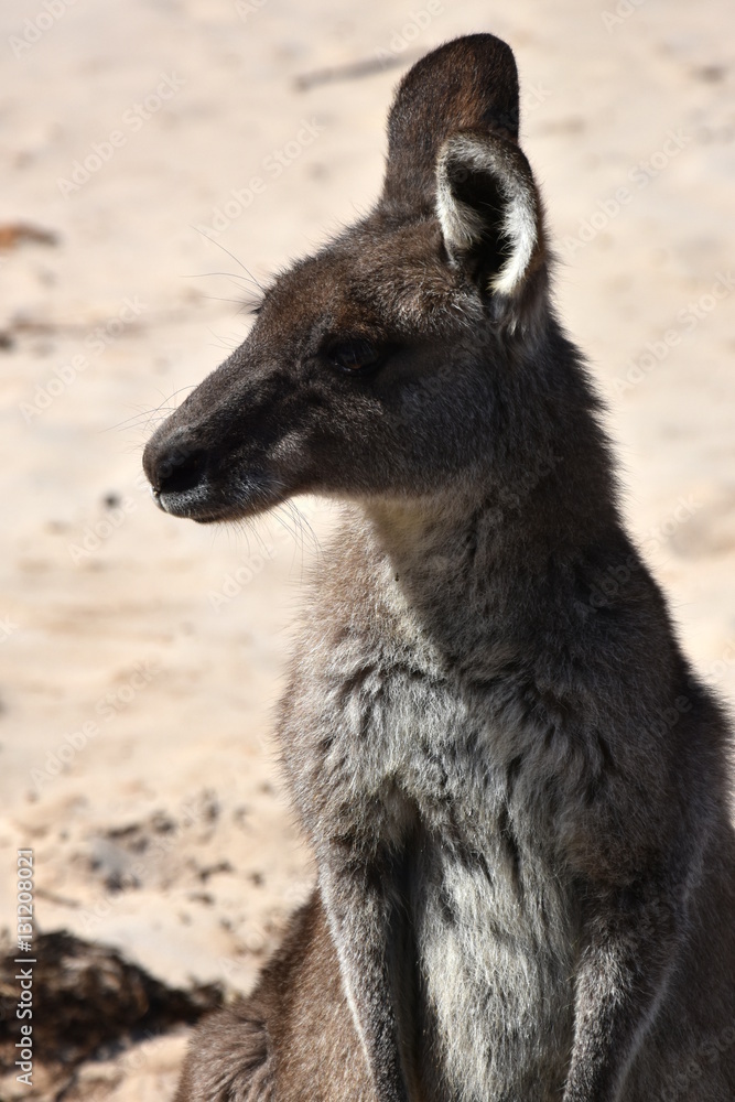 Closeup of Eastern Grey Kangaroo (Macropus giganteus) on Pebbly beach, NSW, Australia