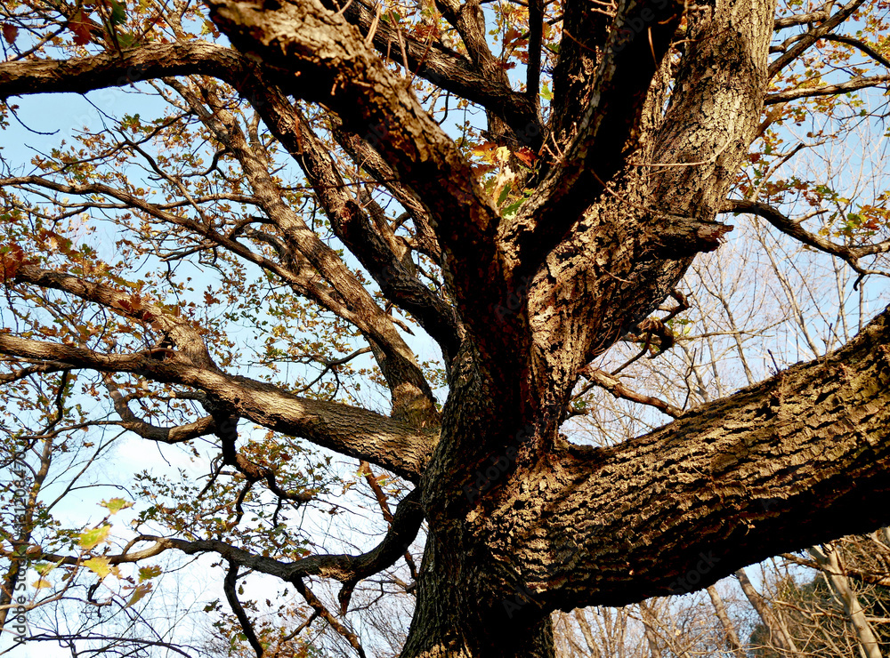 La chioma di un grande albero con foglie secche attaccate sui rami. 