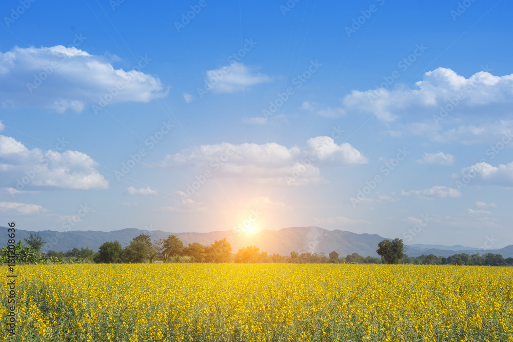 sunn hemp or Crotalaria juncea yellow color and blue sky