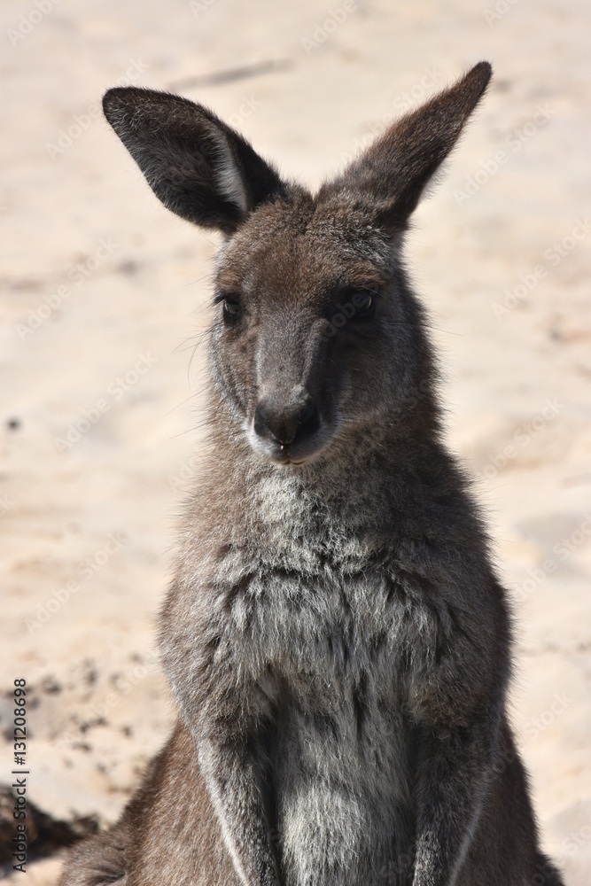 Closeup of Eastern Grey Kangaroo (Macropus giganteus) on Pebbly beach, NSW, Australia