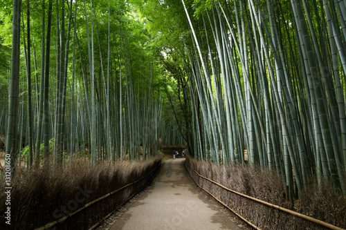 Bamboo Forest in Japan, Arashiyama