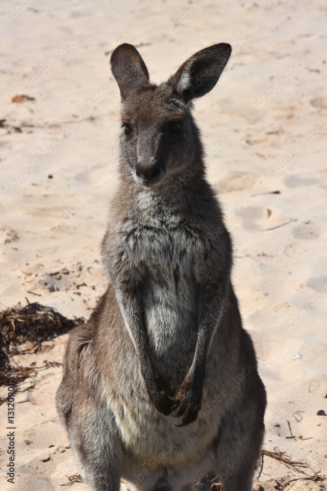 Fototapeta premium Closeup of Eastern Grey Kangaroo (Macropus giganteus) on Pebbly beach, NSW, Australia