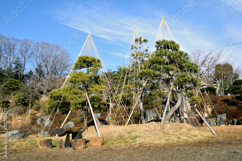 Taste of the Japanese garden. Yuki-Tsuri - Japanese technique for preserving trees and shrubs from heavy snow.
