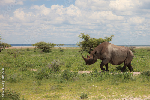 wild rhinoceros walks  eating and grazing on a sunny day in the bushe