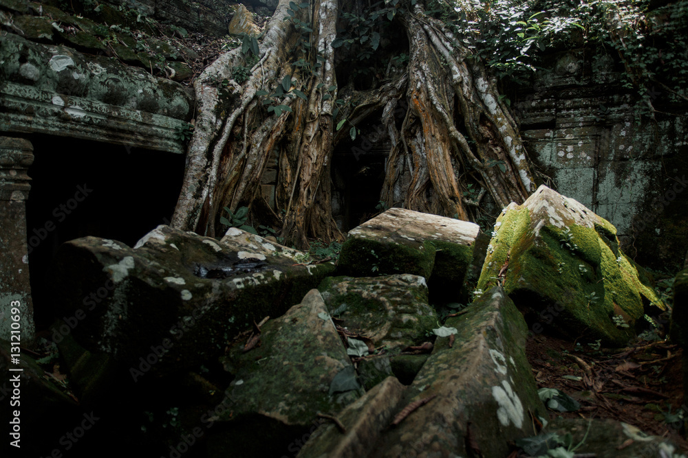Giant tree covering the stones of Ta Prohm temple in Angkor Wat Giant tree covering the stones of Ta Prohm temple in Angkor Wat