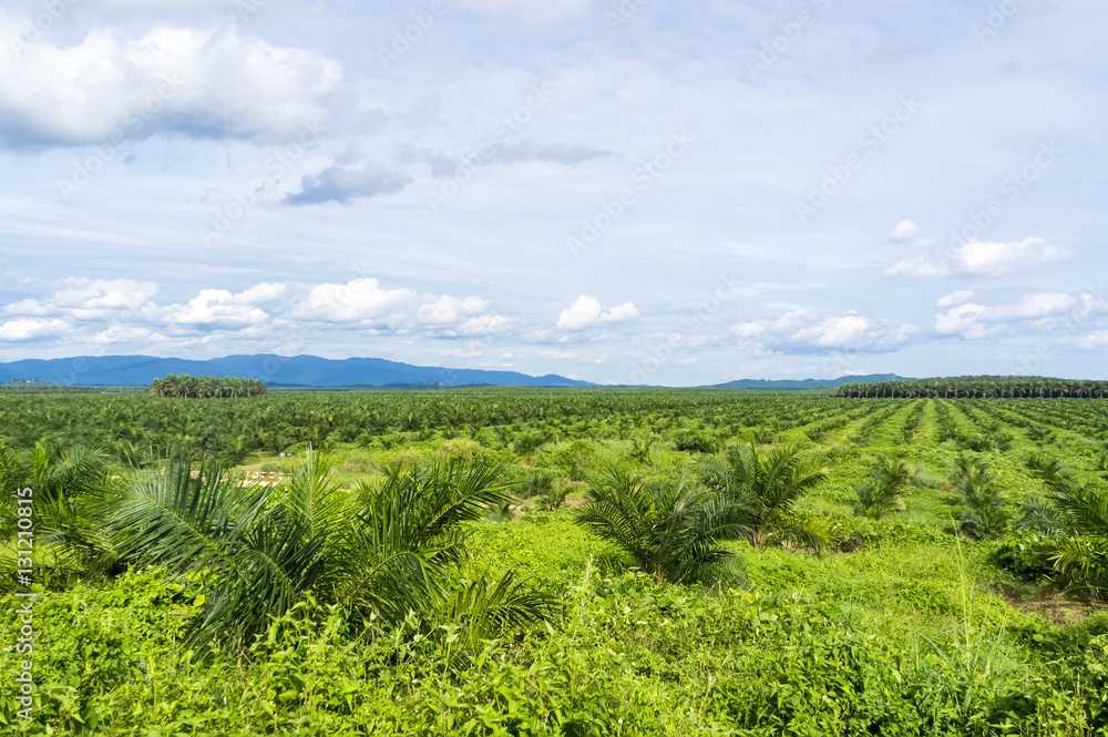 Palm oil plantation at Malaysia, Asia
