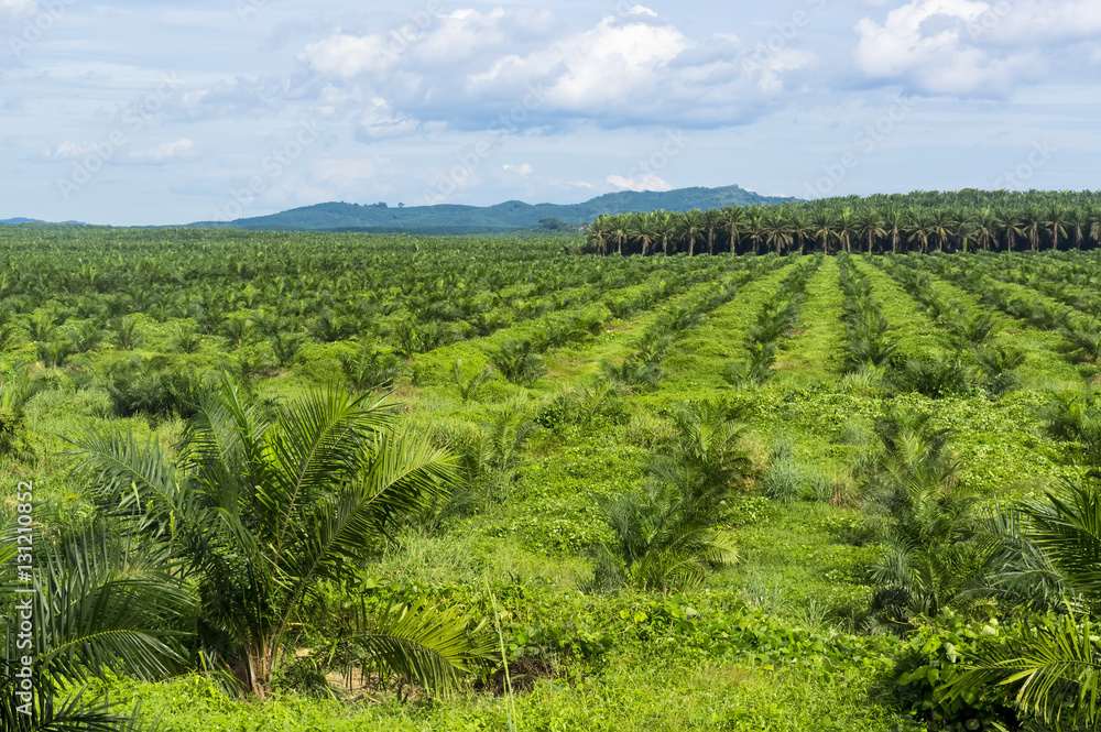 Palm oil plantation at Malaysia, Asia