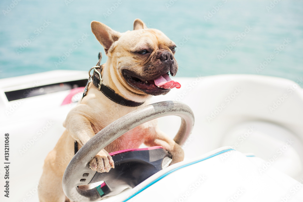Foto Stock Behind the wheel of a high-speed boat sits a dog, french bulldog,  put his paws on the steering wheel, on the background of the sea, sunny  summer day, carefree