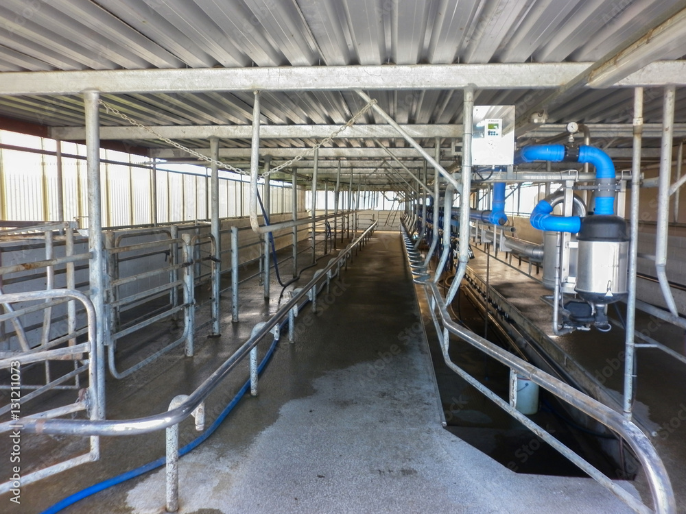 Modern new automatic dairy milking system industry cos in a farm.
