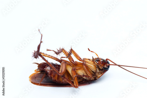 dead cockroach turn face up on floor, isolate on white backgroun © songphon