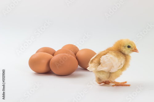 Chicken, Rhode Island Red Chick and egg photo