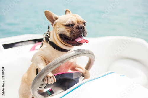 Fototapeta Naklejka Na Ścianę i Meble -  Behind the wheel of a high-speed boat sits a dog, french bulldog, put his paws on the steering wheel, on the background of the sea, sunny summer day, carefree