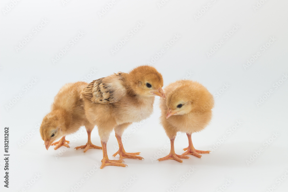 Fototapeta premium Chicken, Rhode Island Red Chick