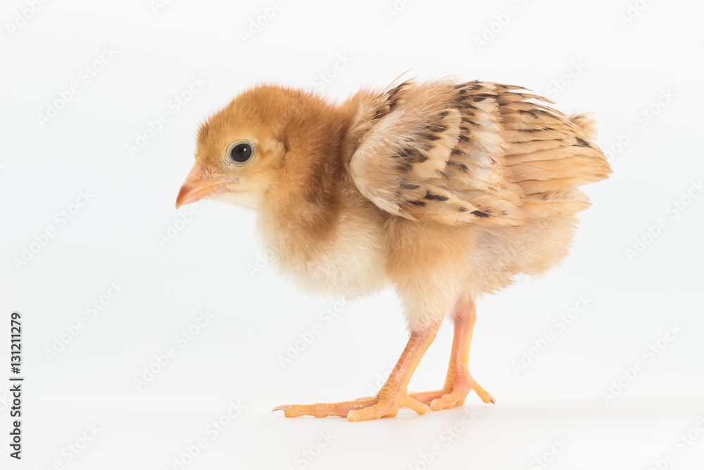 Chicken, Rhode Island Red Chick Chicken, Rhode Island Red Chick