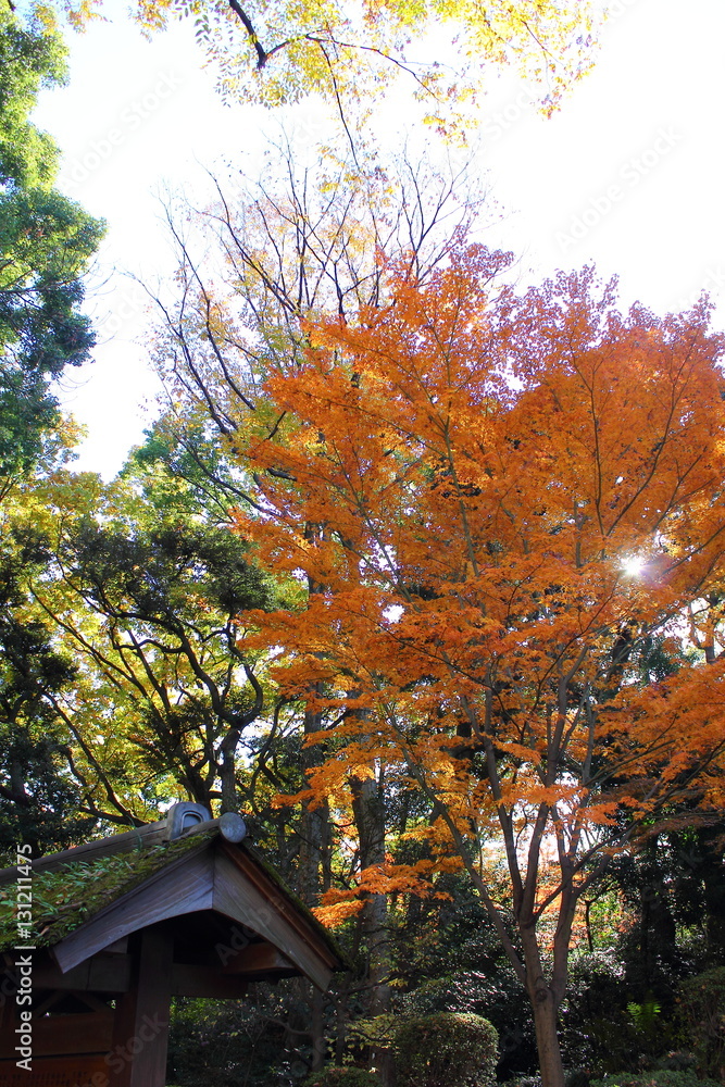 Autumn leaves at Rikugien Rikugien is famous Japanese garden in Tokyo,Japan. December 02,2016. Autumn leaves at Rikugien Rikugien is famous Japanese garden in Tokyo,Japan. December 02,2016.