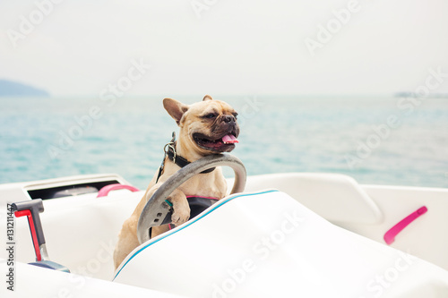 Funny French Bulldog Dog Is Sitting Behind The Wheel Of A Speedboat Put His Paws On The Steering Wheel Against The Sea The Carefree Sunny Summer Day Lighting Effects Speed Boat Stock