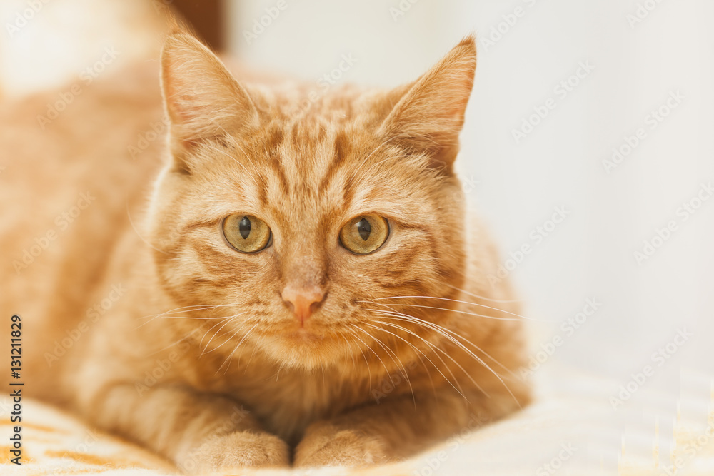 Ginger cat posing. Animal portrait, selective focus Ginger cat posing. Animal portrait, selective focus