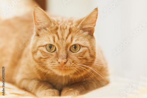 Fototapeta Naklejka Na Ścianę i Meble -  Ginger cat posing. Animal portrait, selective focus