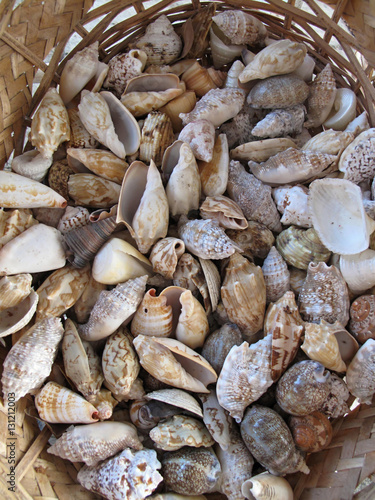 Sea shells in a wicker basket at the market