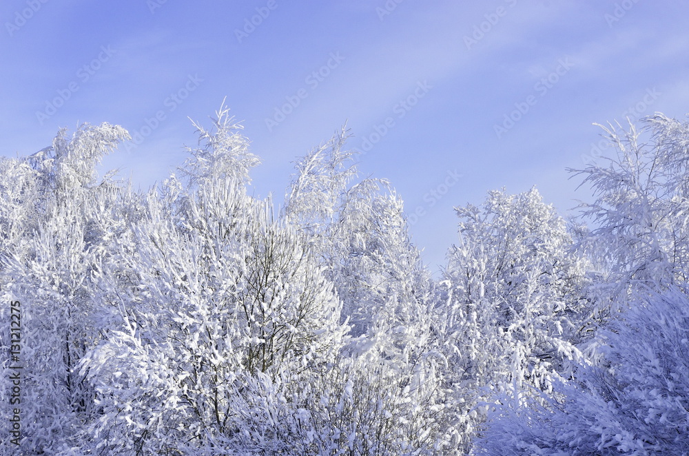 Trees in snow winter Sunny day. Trees in snow winter Sunny day.