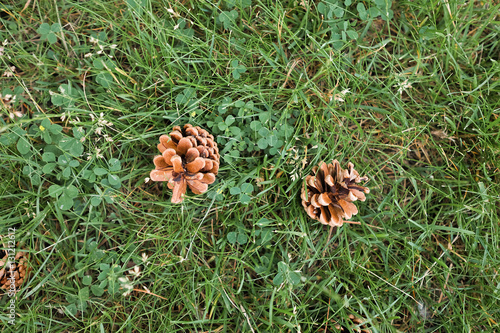 Cone on the ground