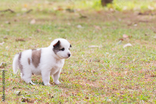 Seven week old puppy dog outdoors on a sunny day. © frank29052515