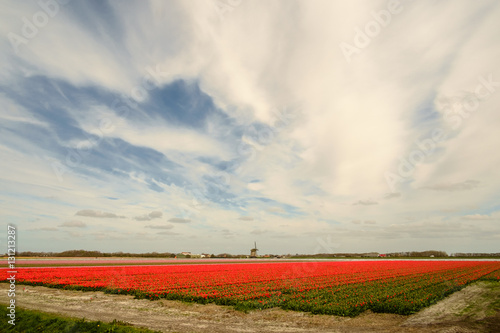 Red tulips, a windmill and a cloudy sky.