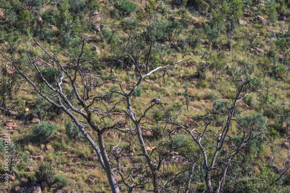 Welgevonden Game Reserve is Located within the Waterberg Mountains in Limpopo South Africa Welgevonden Game Reserve is Located within the Waterberg Mountains in Limpopo South Africa