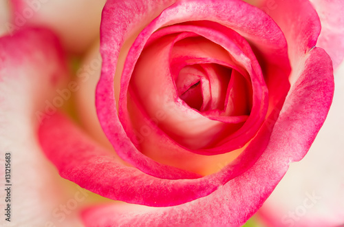Beautiful pink rose design for background